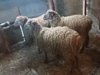 كبش, الأغنام — الصورة 5
