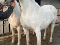 فرس, Lipizzaner — الصورة 7
