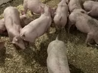 Cerdos (lote, sexo no especificado) — foto 1