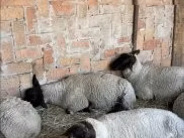 نعجة, White Suffolk sheep