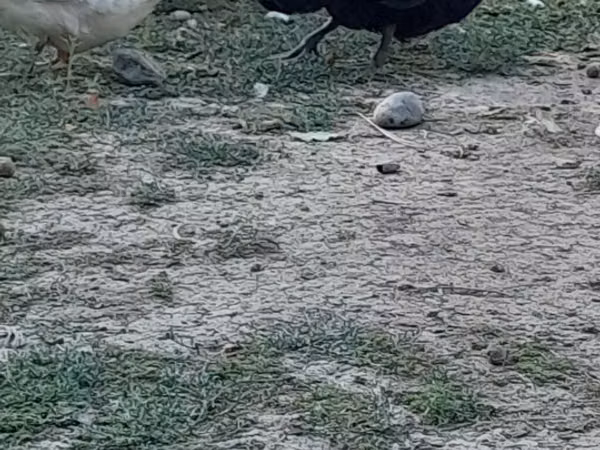 Australian Spotted