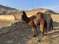 Camel, Camels — photo 5