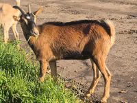 عنزة, Alpine goat — الصورة 6