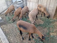 Oveja, Cameroon sheep — foto 3
