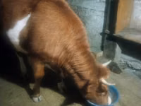 Kuh, Latvian Blue cattle — Foto 1