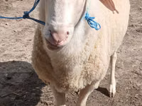 Carnero, Assaf sheep — foto 1