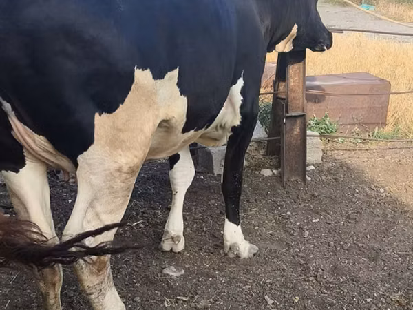 Kuh, Russian Black pied cattle