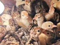 Turkeys — foto 2