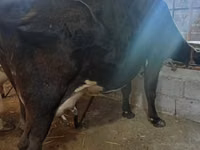 Kuh, Holstein-Rasse — Foto 3