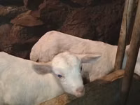 Ziegenbock, Saanen goat — Foto 6