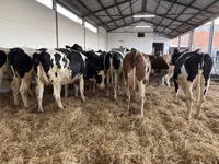 गाय, गोलस्टीन नस्ल — फ़ोटो 1