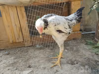 سيبرايت — الصورة 2