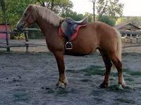 Mare, Haflinger — photo 3