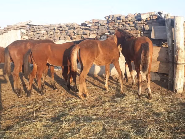 घोड़ा, Mugalzhar horse