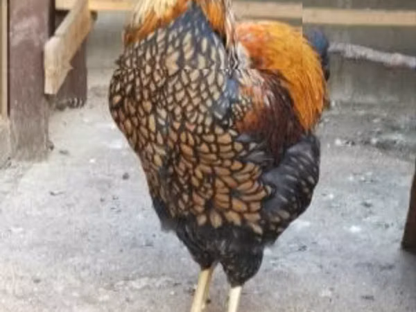 وياندوت