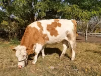 Vaca, Raza gris húngara — foto 1