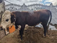 Toro, Cabeza Blanca Ucraniana — foto 1