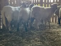 Oveja, Merinoland sheep — foto 5