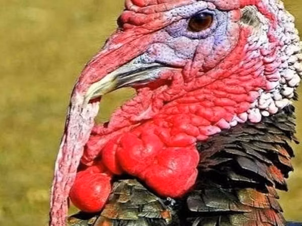 Turkeys