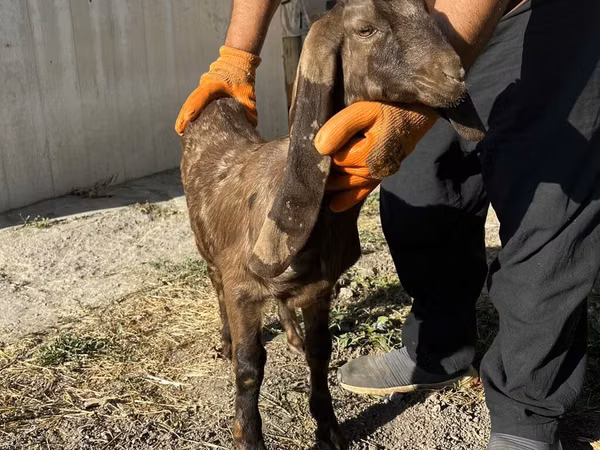 Ziege, Kamori goats