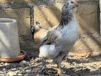 Ameraucana — foto 7