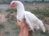 Chickens — फ़ोटो 5