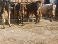 Kuh, Holstein-Rasse — Foto 3
