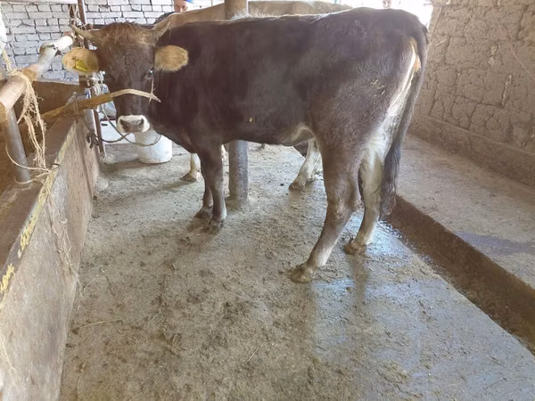 Kuh, Russian Black pied cattle