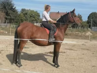 Mare, Horses — photo 1