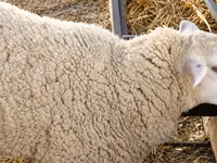 نعجة, British  Milksheep — الصورة 1