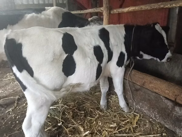 गाय, Russian Black pied cattle