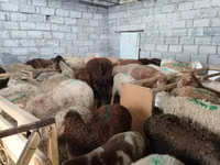 Sheep, Sheep — photo 8