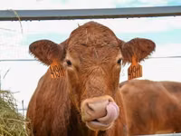 Vaca, Raza Holstein — foto 1