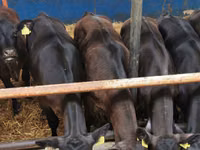 أبقار (دفعة، الجنس غير محدد), Simmental cattle — الصورة 5