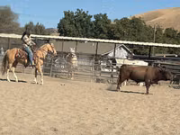 Horse (M), Quarter Horse — photo 7
