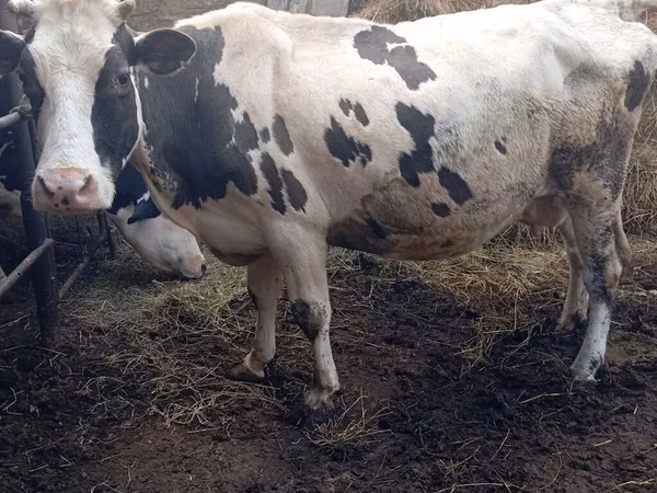 मवेशी (लॉट, लिंग निर्दिष्ट नहीं), Russian Black pied cattle