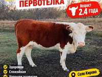 Toro, Cabeza Blanca Ucraniana — foto 2