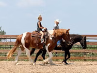 Horse (M), Pinto horses — photo 7