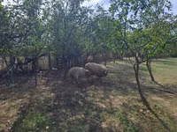 Widder, Tsigai sheep — Foto 3