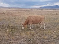 Kuh, Latvian Blue cattle — Foto 2