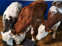 Toro, Simmental cattle — foto 2