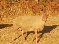 Widder, Rouge de l’Ouest sheep — Foto 2