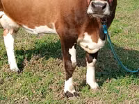 بقرة, Simmental cattle — الصورة 8