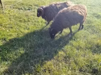 Schaf, Ouessant sheep — Foto 7