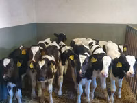Bulle, Russian Black pied cattle — Foto 1