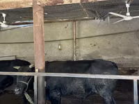 Bull, Aberdeen-Angus — photo 3