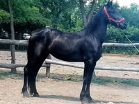 فرس, Friesian — الصورة 5