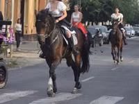 حصان, Hanoverian — الصورة 8