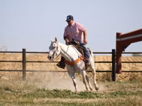 حصان, Quarter Horse — الصورة 2