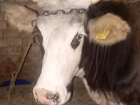 Cow, Cattle — photo 1